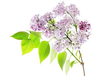 手机仍无法畅玩3A：《杀手：暗杀世界》上线iOS却不到30帧！